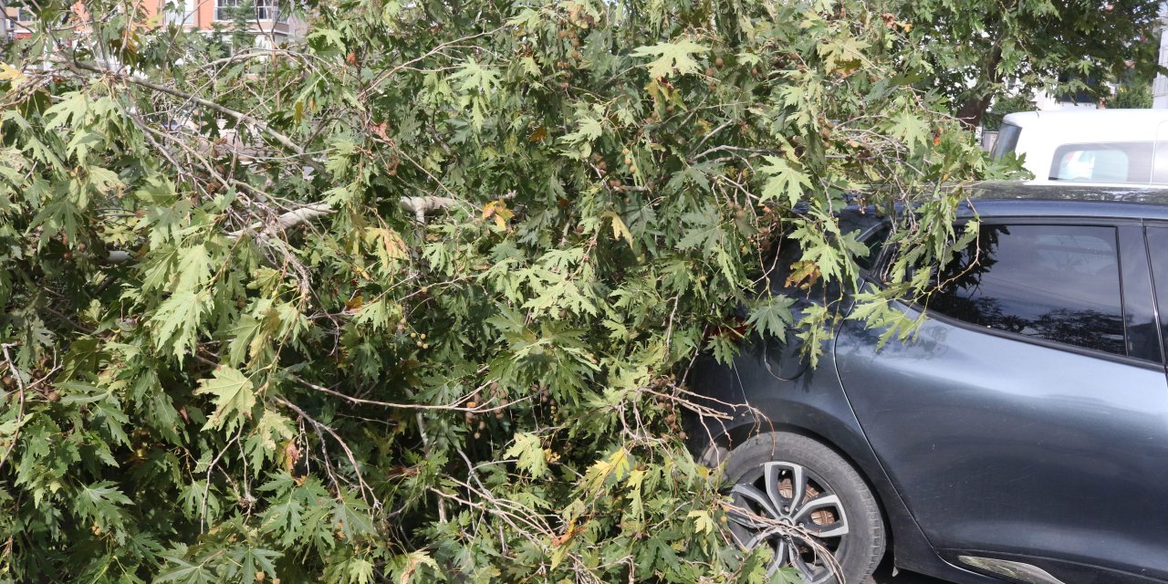 Antalya'da Fırtına; Ağaçlar Devrildi, Tekne Battı (2)