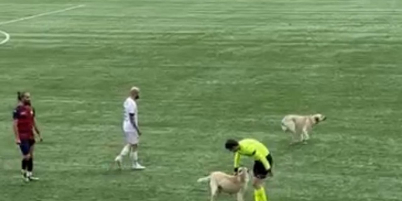 Ardahan'da Sahaya Köpekler Girince Hakem Maçı Durdurdu
