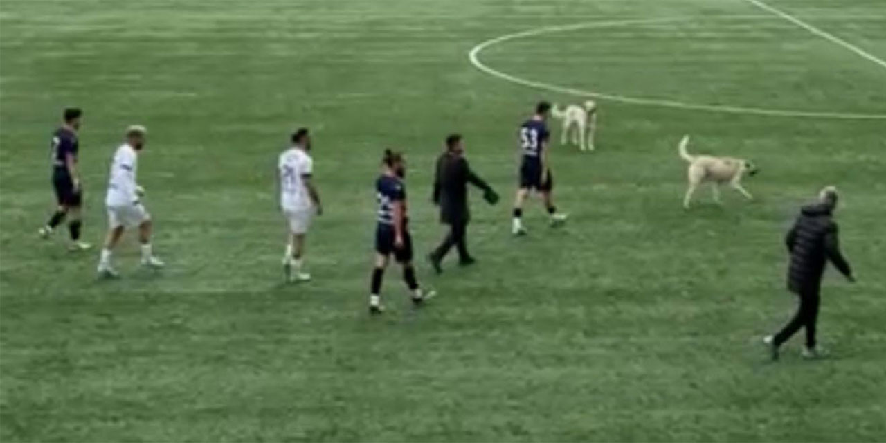 Rize Özel İdarespor maçında sahaya köpekler girince hakem maçı durdurdu