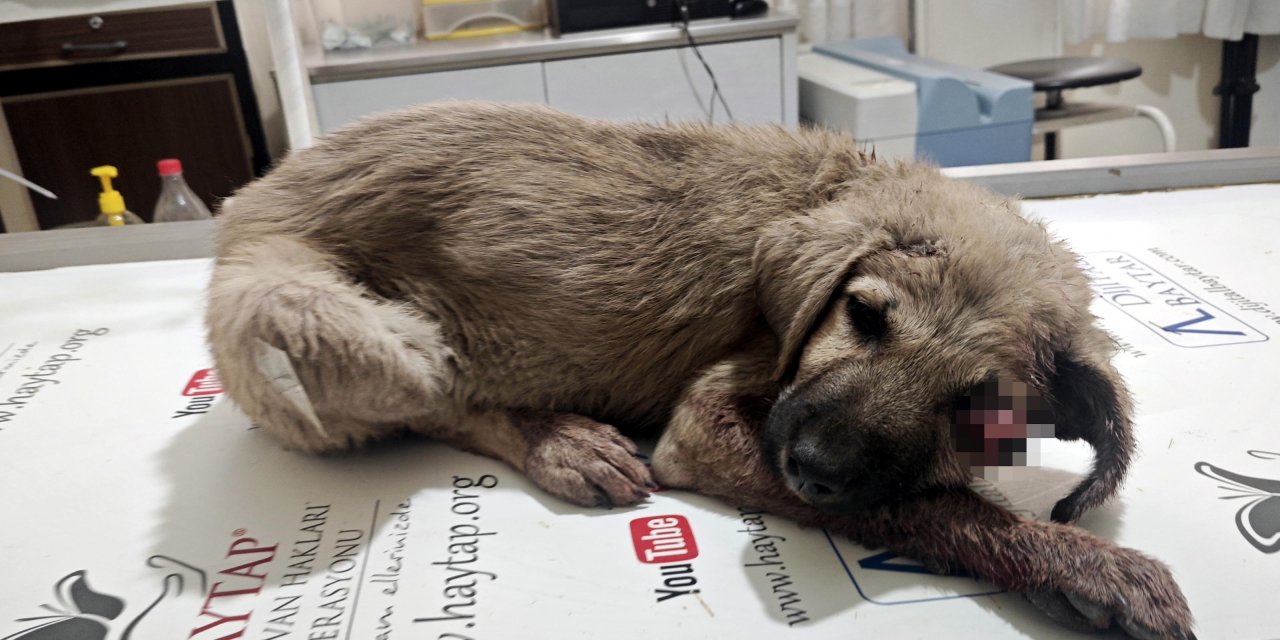 Altına Girdiği Otomobilin Başını Ezdiği Yavru Köpek, Görme Yetisini Kaybetti