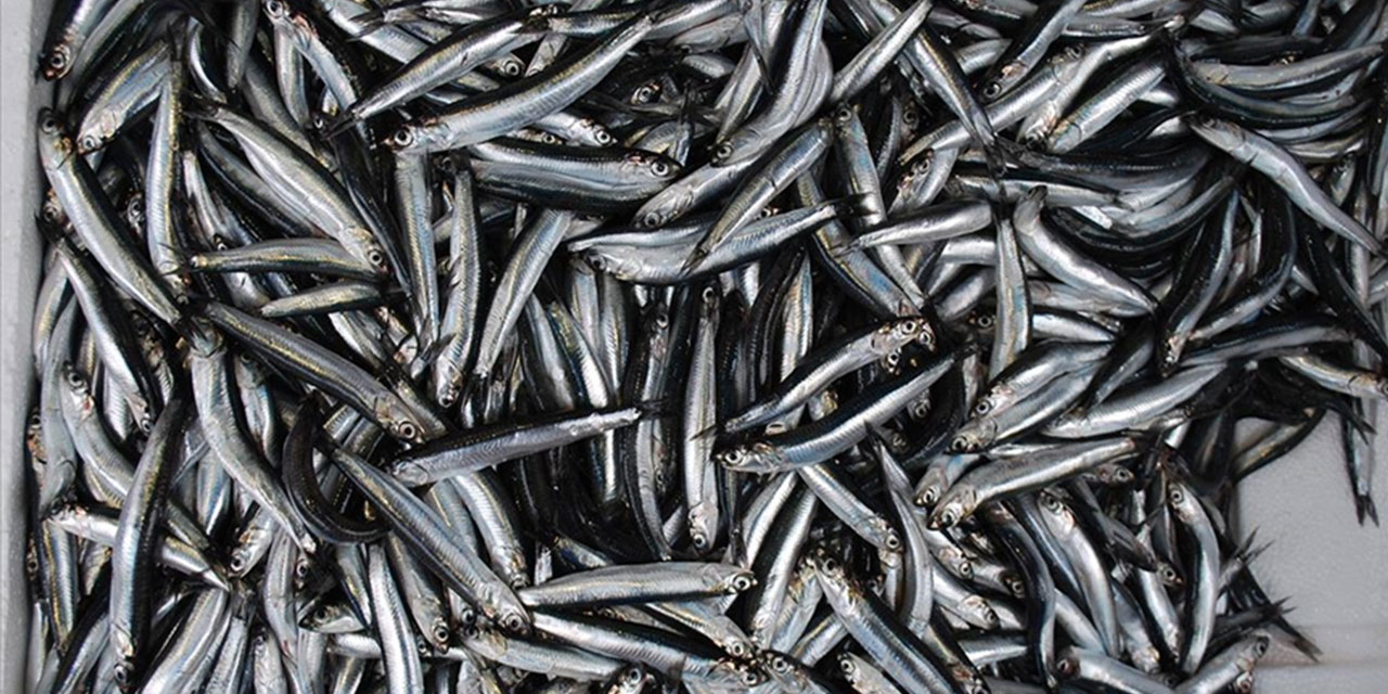 Türkiye'nin 10 aylık hamsi ihracatı yüzde 22 arttı