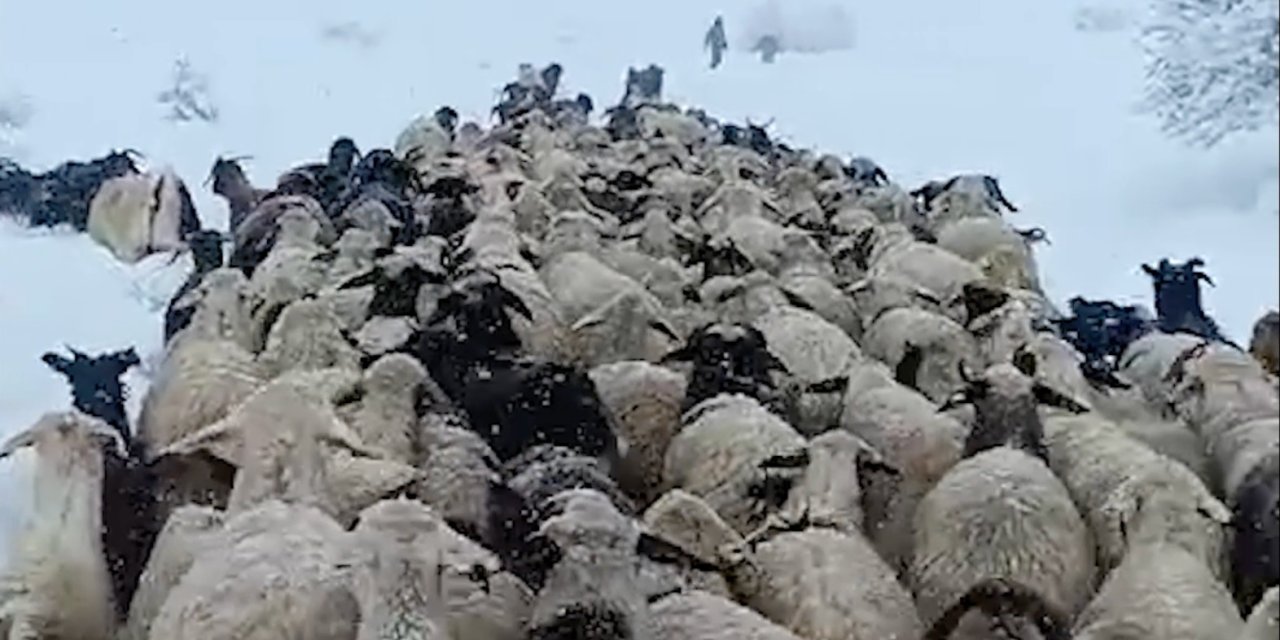 Çoban Ve Koyunları Karda Mahsur Kaldı; Yardıma Sürü Sahibi Yetişti
