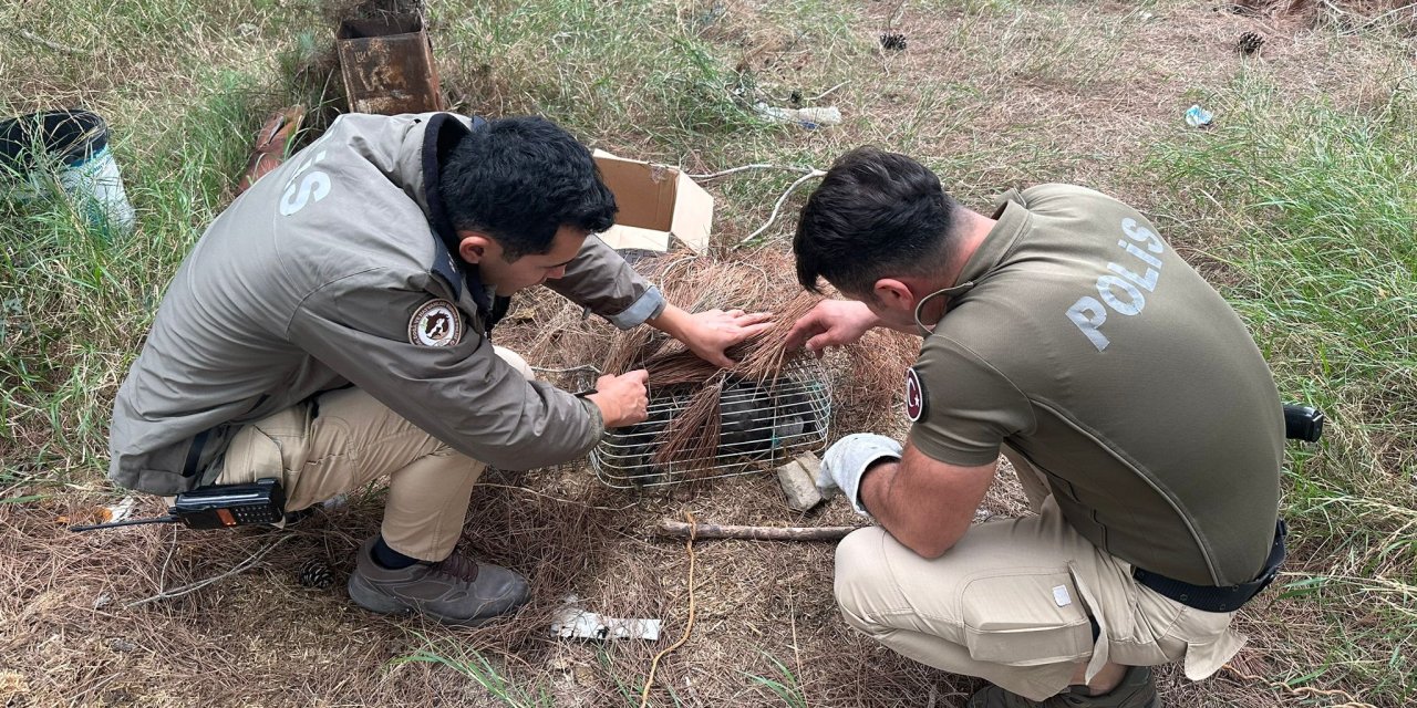Avcılarına Tuzağına Yakalanan Nesli Tehlike Altındaki Kuş Kurtarıldı