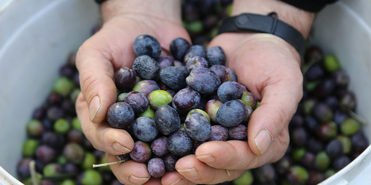 Artvin’in Yusufeli ilçesinin ödüllü Butko zeytininin hasadına başlandı