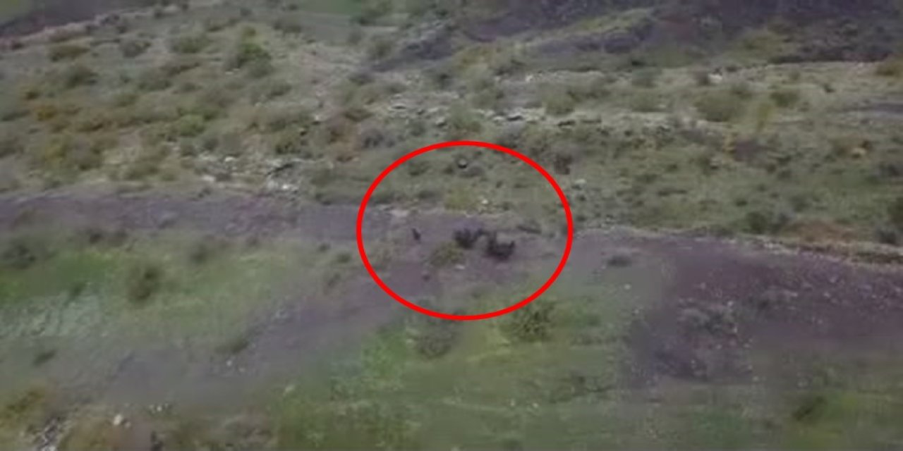 Çiftçi, Tarlaya Giren Domuz Sürüsünü Dronla Uzaklaştırdı