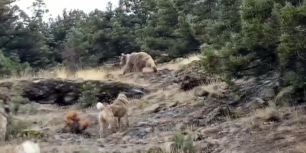 Hayvanlarını Otlatırken Ayılarla Karşılaştı