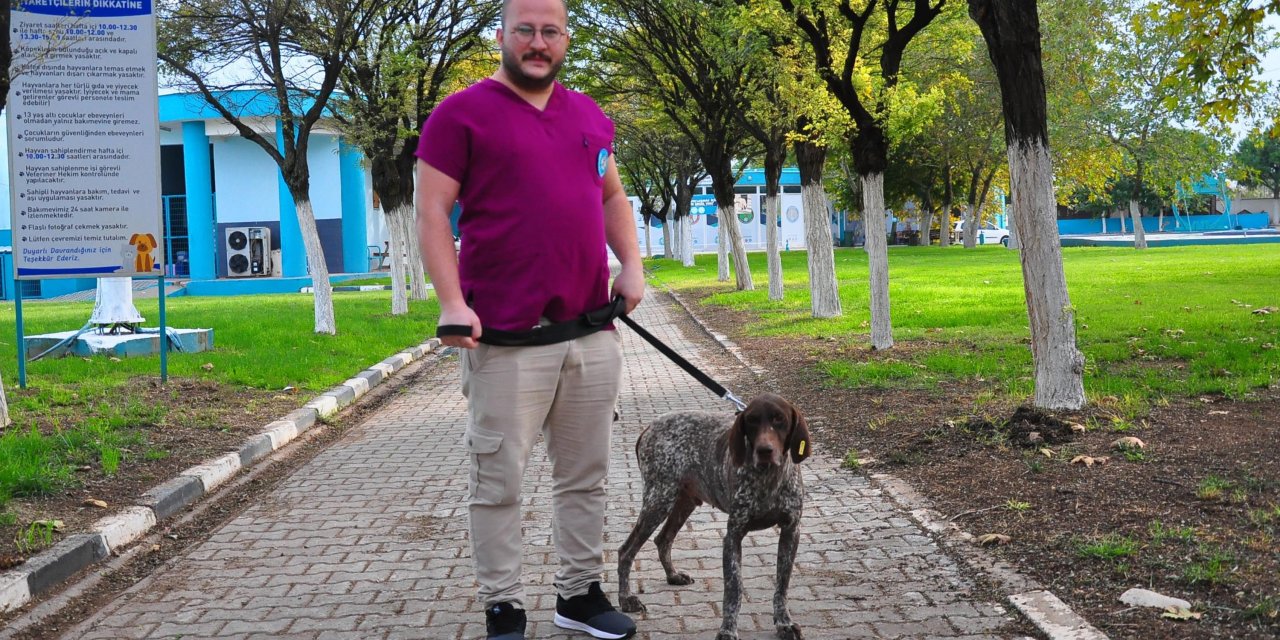 Kazada Kırılan Bacağına Platin Takılan Av Köpeği Sahiplendirilmeyi Bekliyor