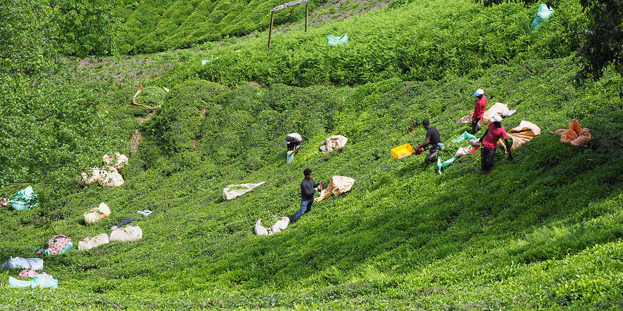 Çayda 'Bilinçsiz Gübreleme' Tehlikesi; Toprak Kalitesi Geriledi