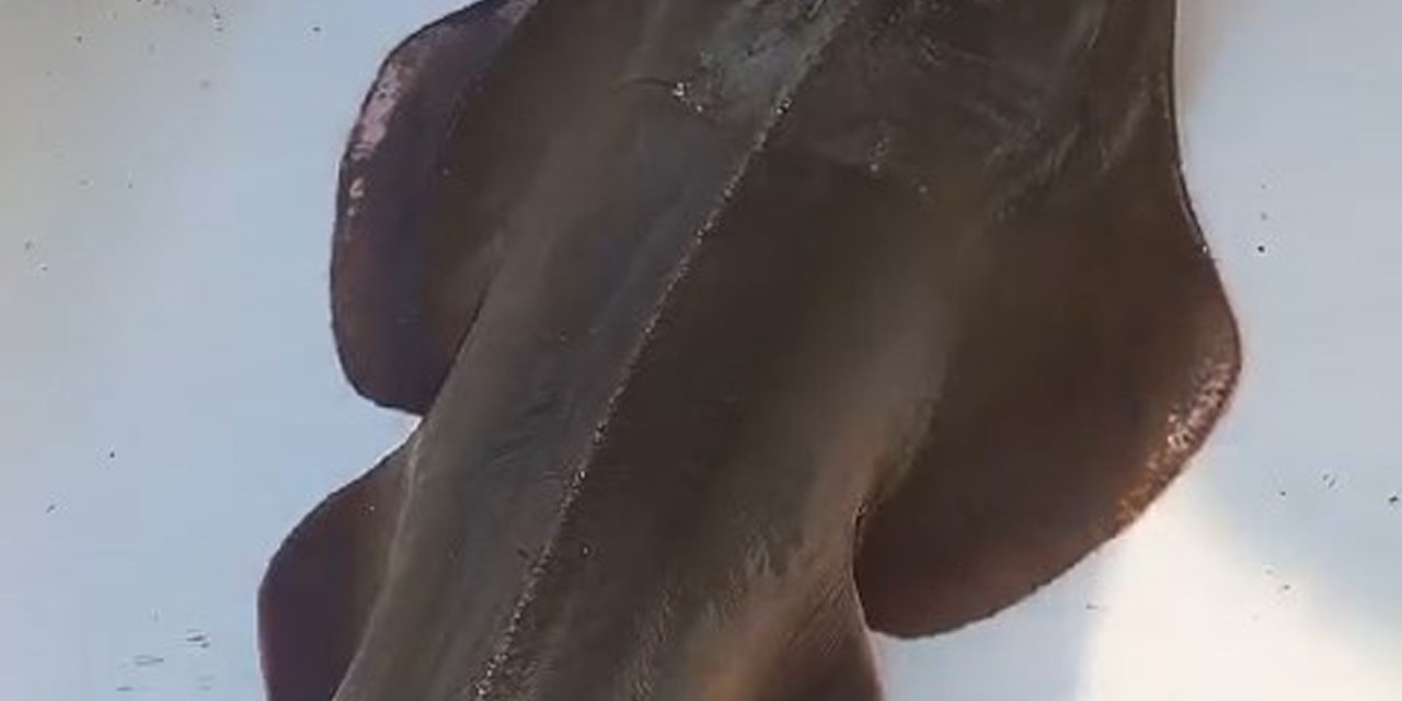 Koruma Altındaki 'İnsan Yüzlü' Balık, Denize Geri Bırakıldı