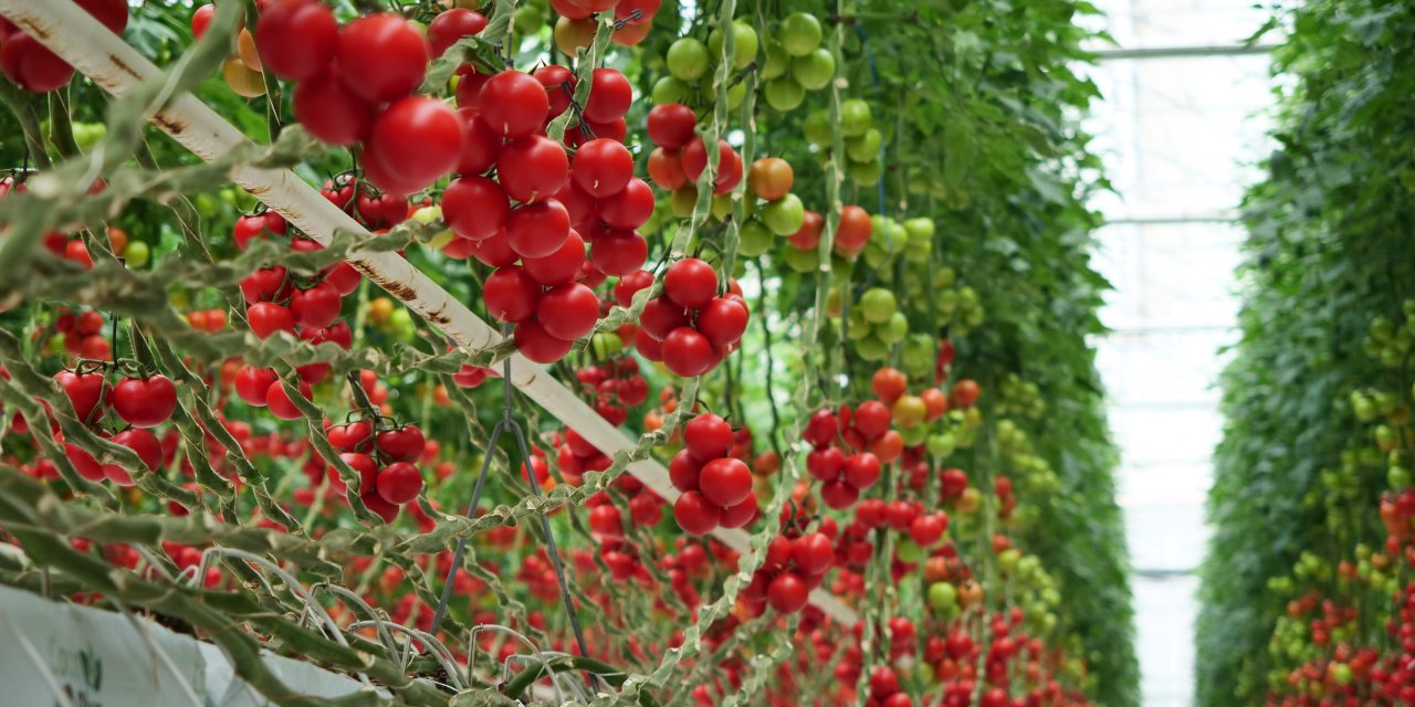 Hektaş’ın Yerli Sebze Tohumları Growtech Fuarı’nda Tanıtıldı