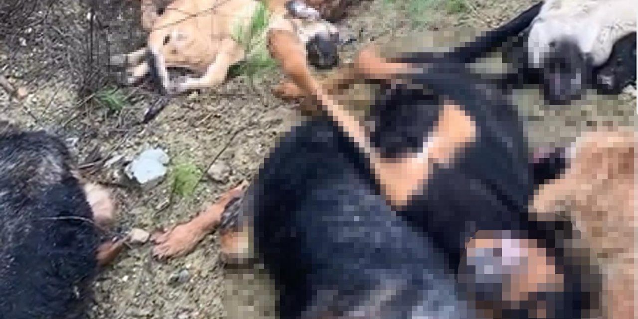 Bilecik'te 14 Köpeğin Ölü Bulunmasına 4 Gözaltı