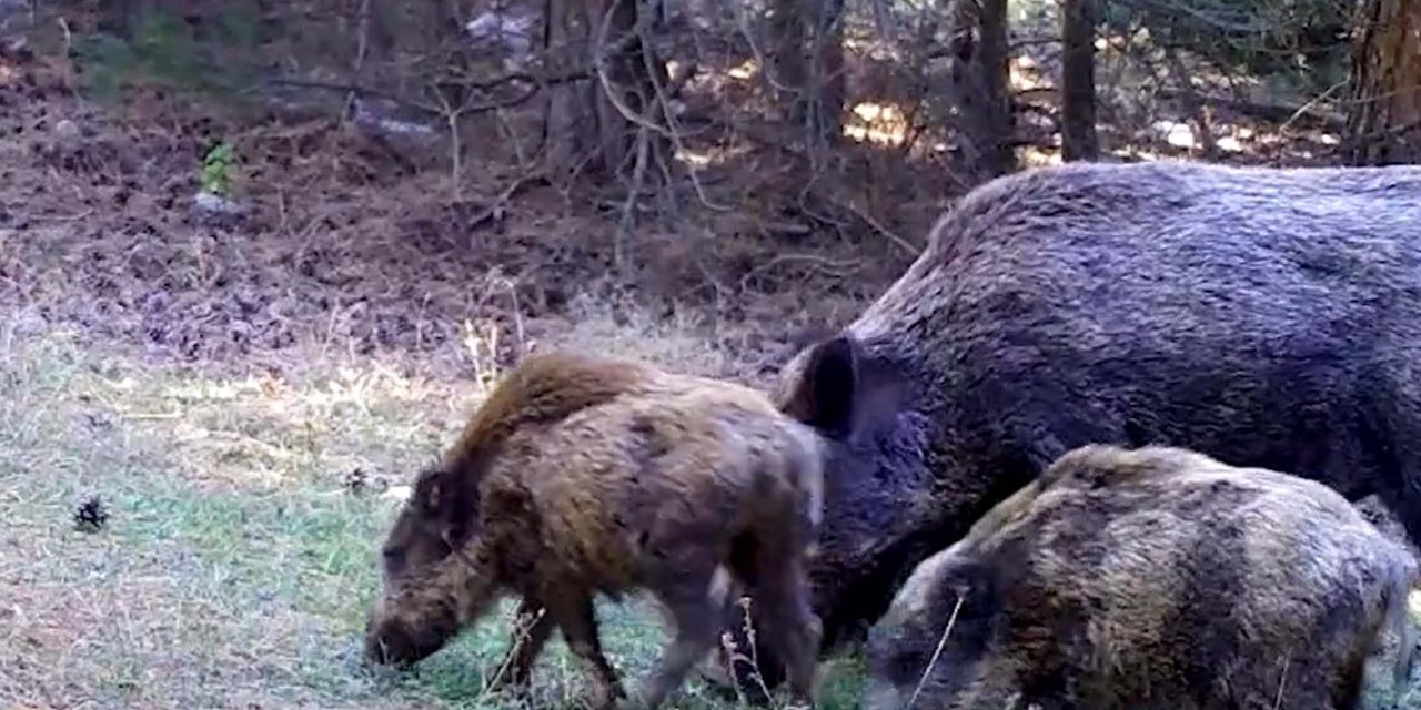 Spil'in Yaban Hayatı Fotokapanda