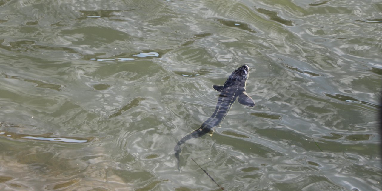 Çipli Mersin Balıkları, Yeşilırmak'a Bırakıldı