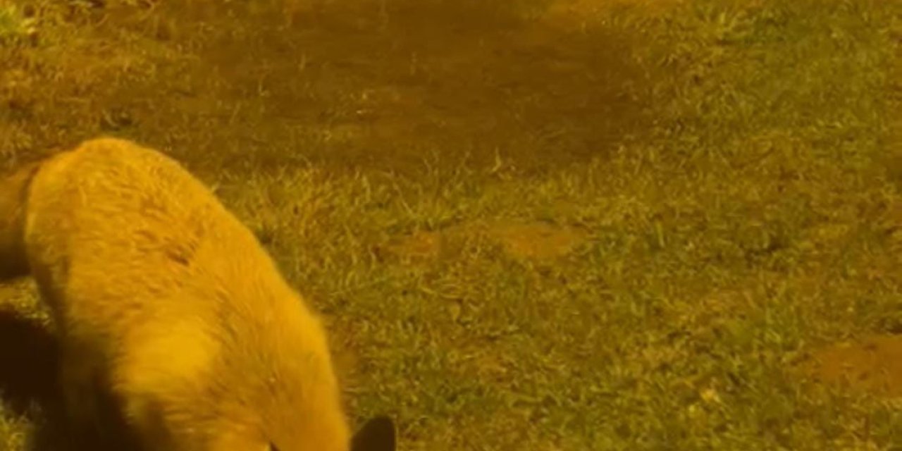 Her Gün Çiftliğine Gelen Tilkiyi Besliyor