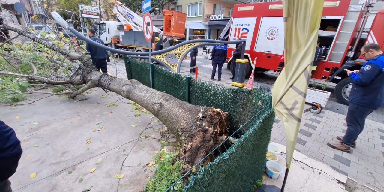 Rüzgarın Devirdiği Ağaç, Aydınlatma Direğini Kırdı