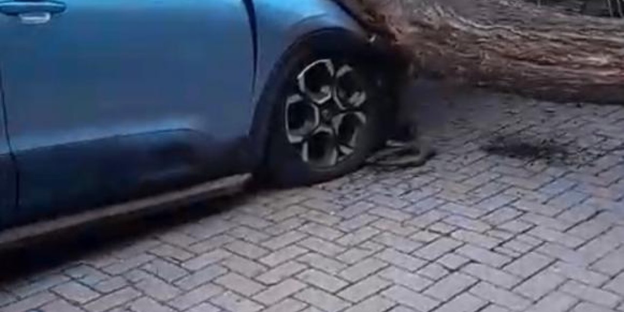 Güngören'de Ağaç Otomobilin Üzerine Devrildi