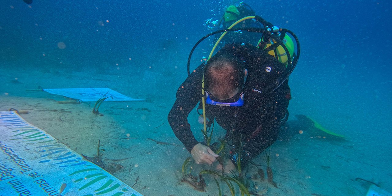 Göcek Körfezi'nde Deniz Çayırı Ekimi Yapıldı