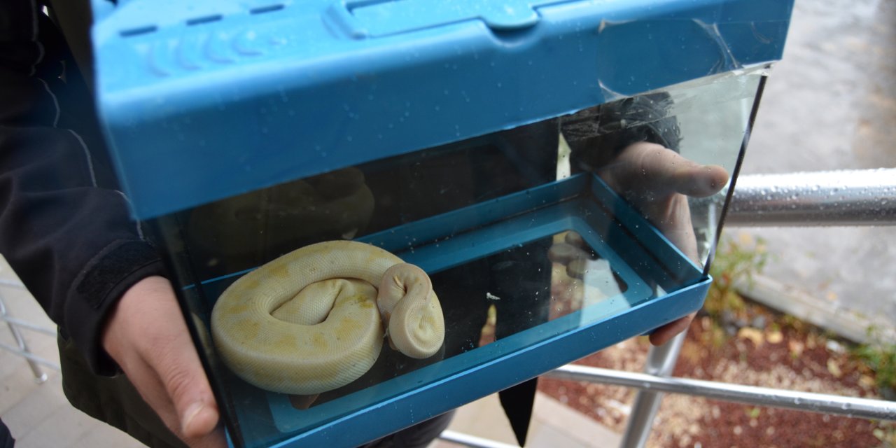 Pitonu Satarken Suçüstü Yakalandı