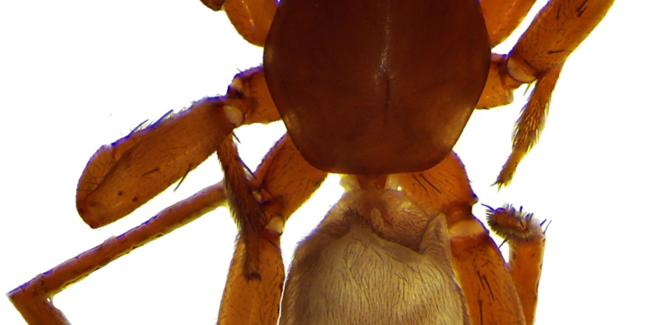 Antalya'da 8 Yeni Örümcek Türü Keşfedildi