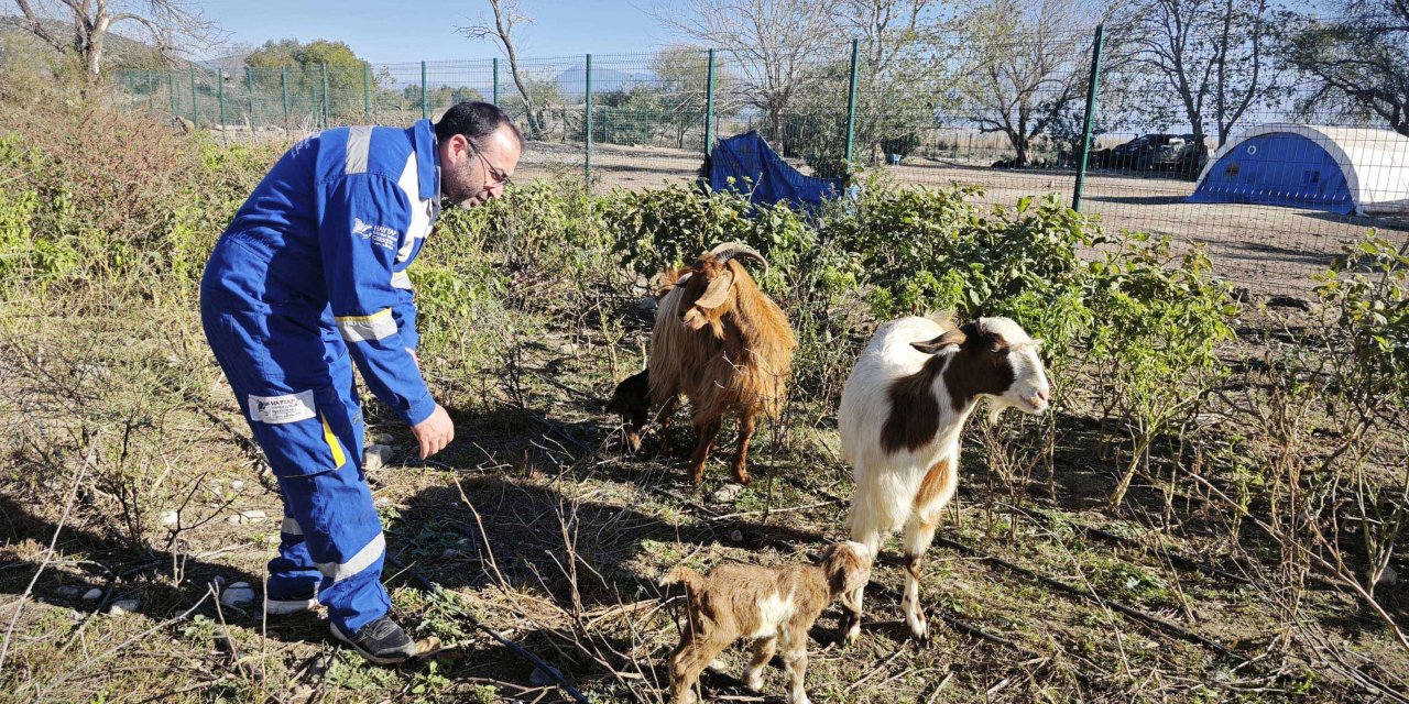Doğuştan Memesi Olmayan Keçinin Yavrusuna Sütanne Bulundu