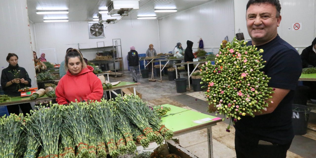 Antalya'dan Avrupa'ya 20 Milyon Dolarlık Noel Çiçeği