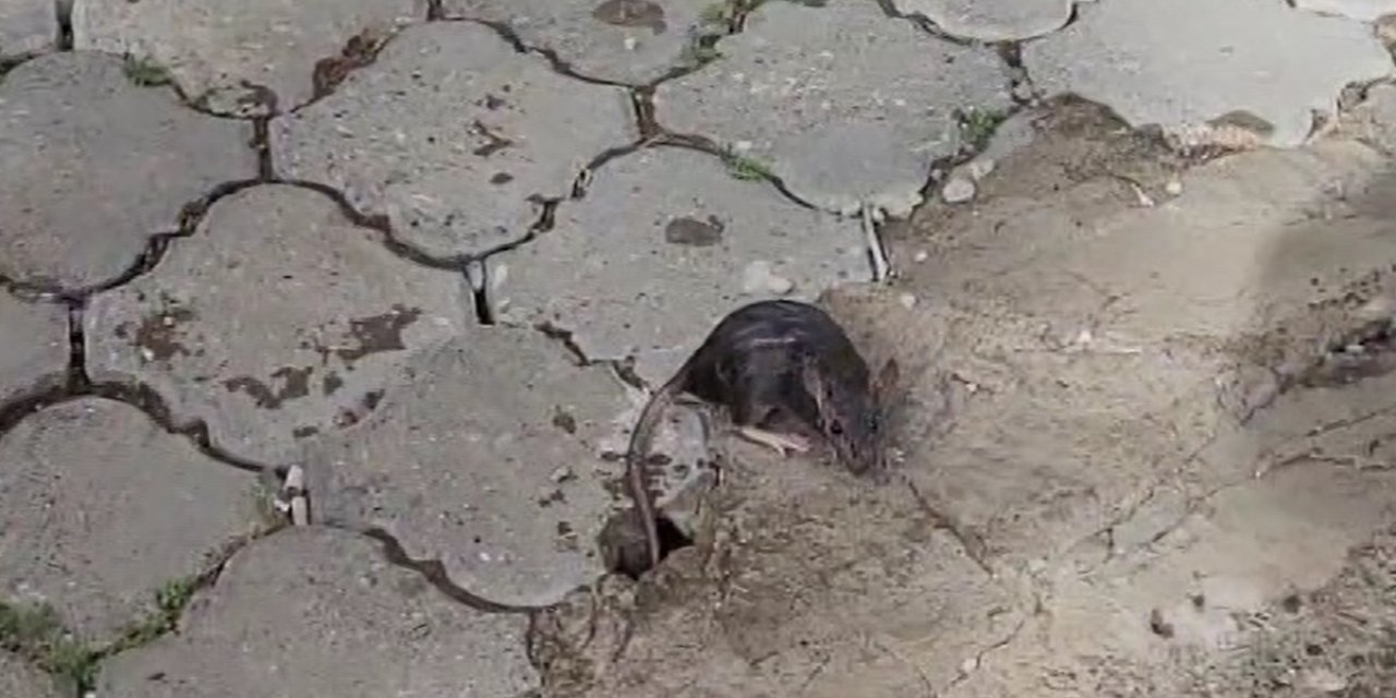 İskenderun'da Cadde Ve Sokaklar Su Altında Kaldı (2)