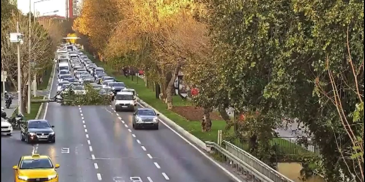Bakırköy Sahilyolunda Ağaç Yola Devrildi