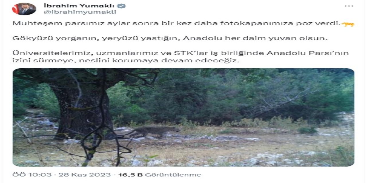 Anadolu Parsı Yeniden Görüntülendi