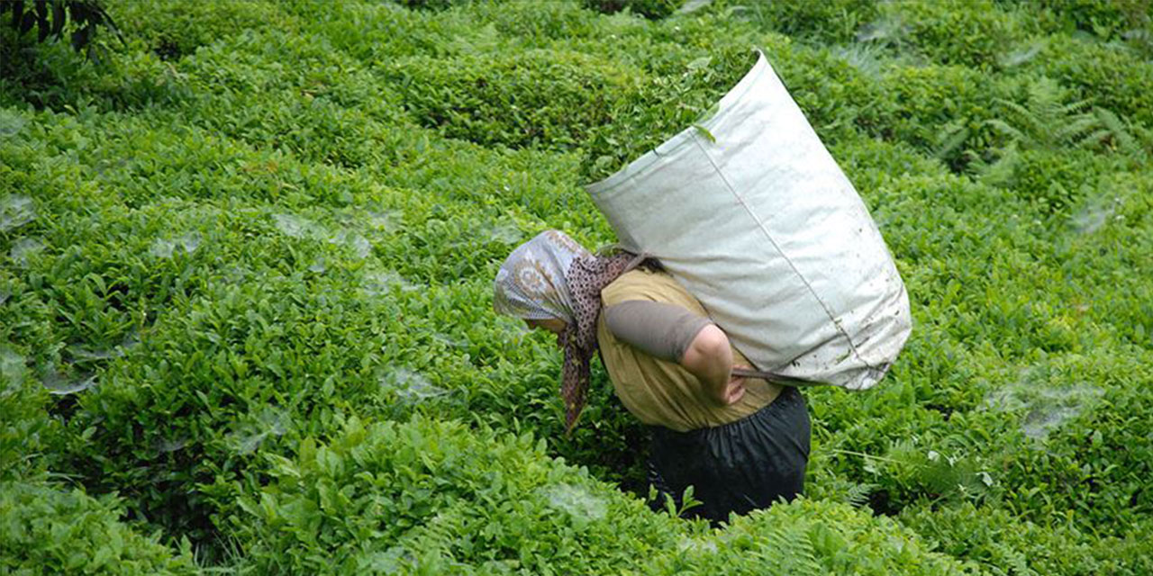 ÇAYKUR, Yaş Çay Parası ve Organik Farklarını Ödüyor