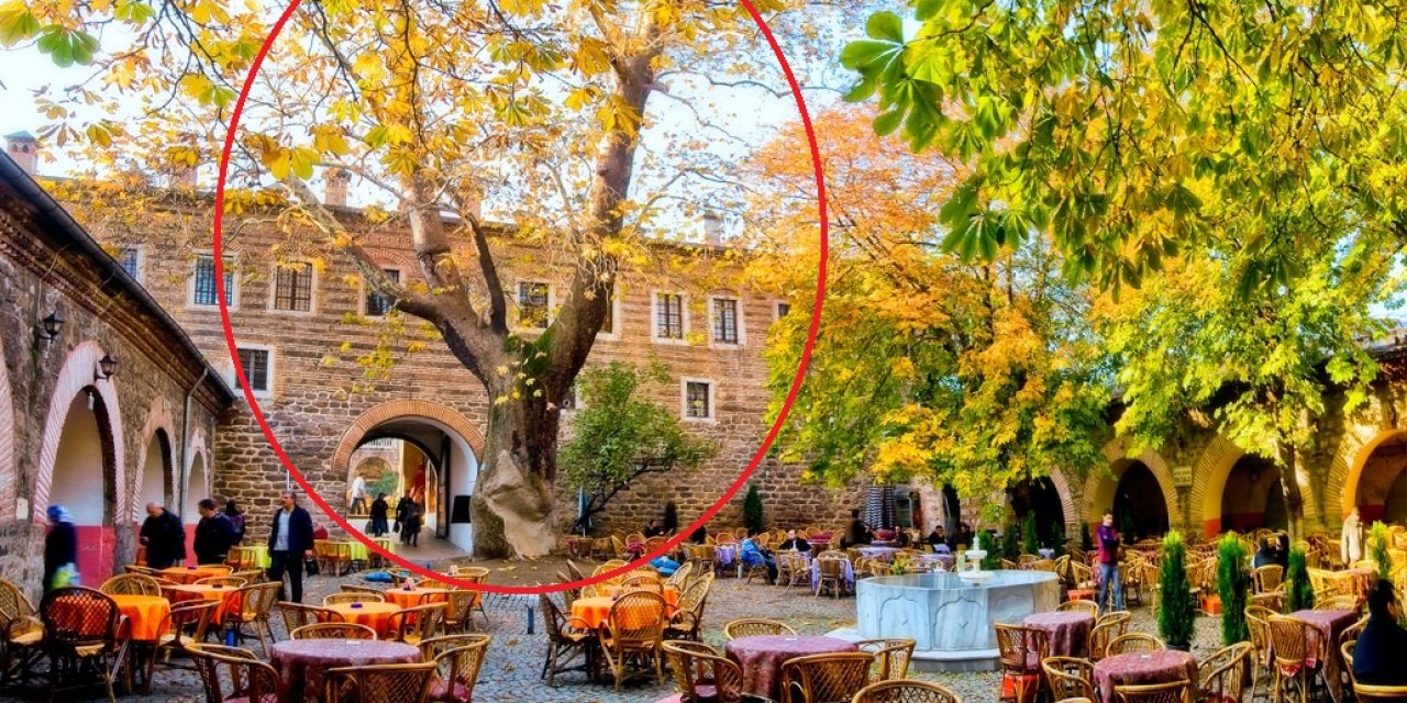 Tarihi Handaki 250 Yıllık Çınar Ağacı, Lodos Nedeniyle Devrildi (2)