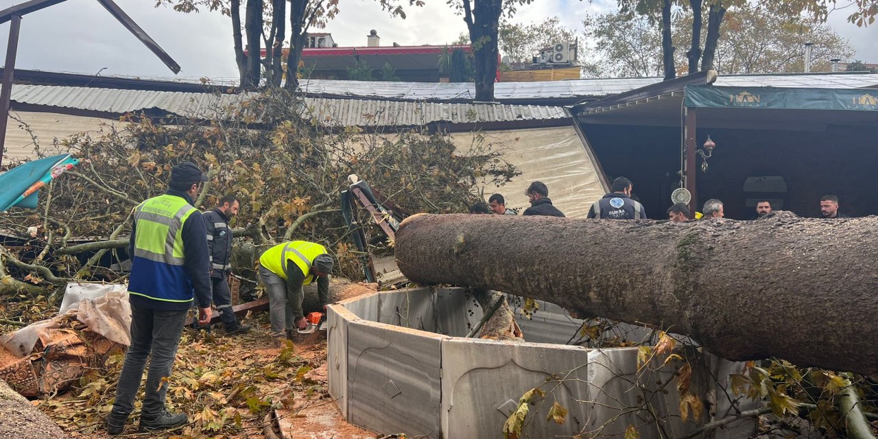 Tarihi Handaki 250 Yıllık Çınar Ağacı, Lodos Nedeniyle Devrildi (3)
