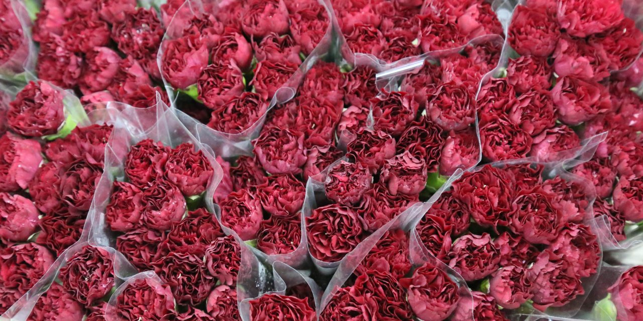 Sirtakide Tabak Kırmanın Yerini Alan Türk Karanfilinden 2 Milyon Dolarlık Gelir