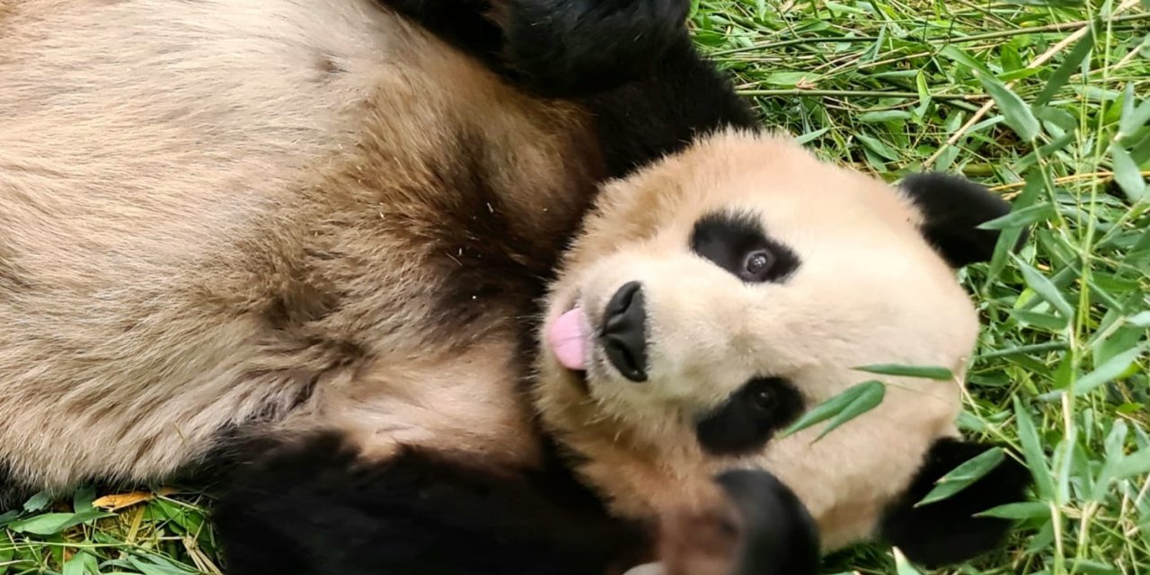 İngiltere, 12 Yıl Önce Çin’den Gelen Pandalara Veda Ediyor