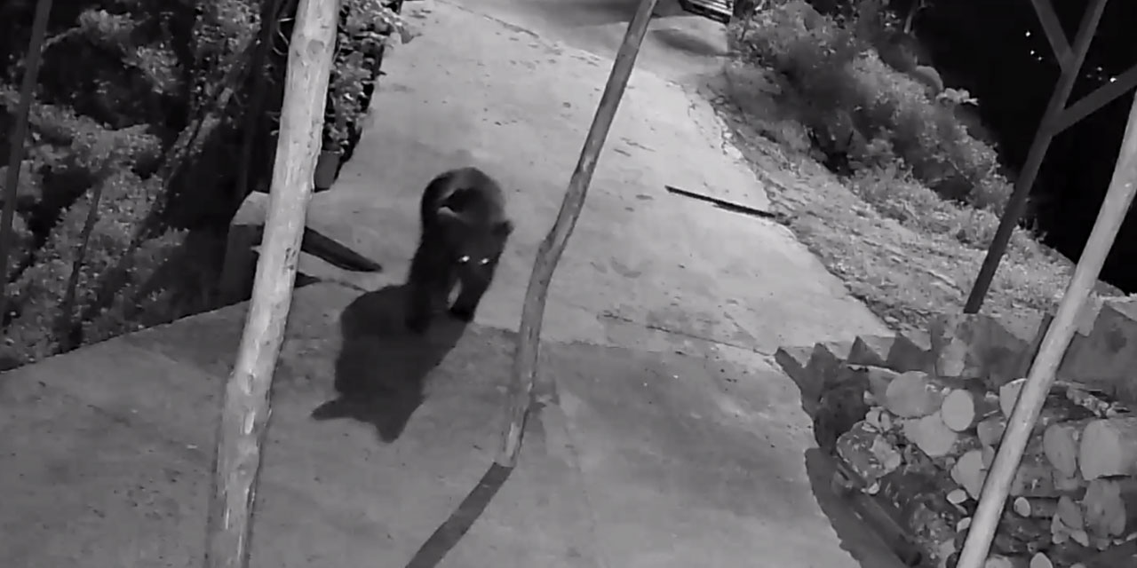 Rize'de yerleşim yerine inen ayı güvenlik kamerasınca görüntülendi