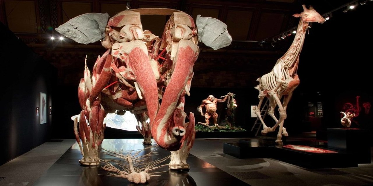 Plastine Edilen 6 Metre Boyundaki Zürafa İstanbul’da