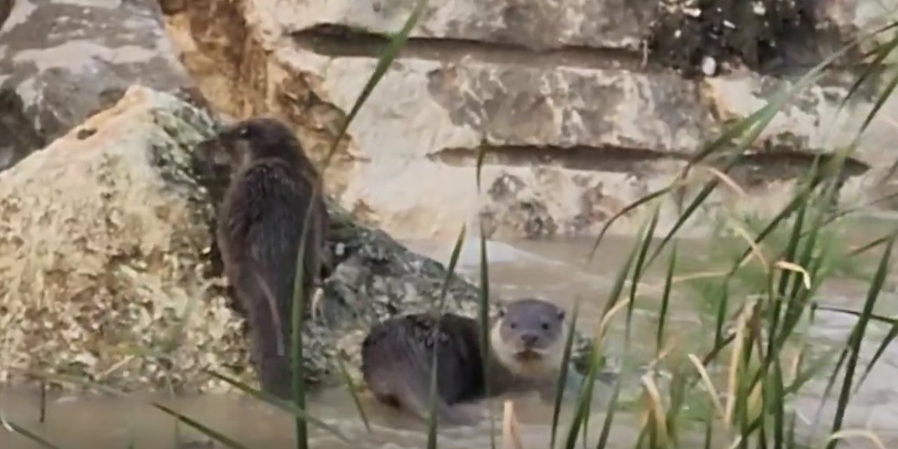 Nesli Tehlikedeki Su Samurları Kirmasti Deresi'nde Görüldü