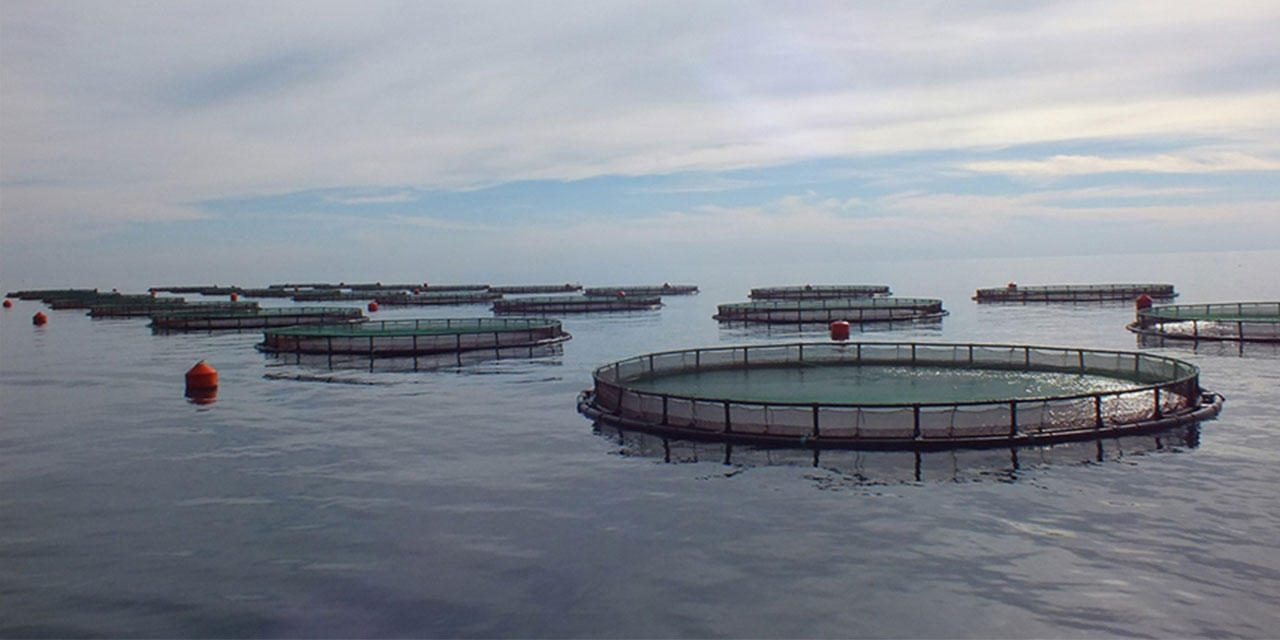 Su ürünleri yetiştiricilerine verilecek destekler belirlendi