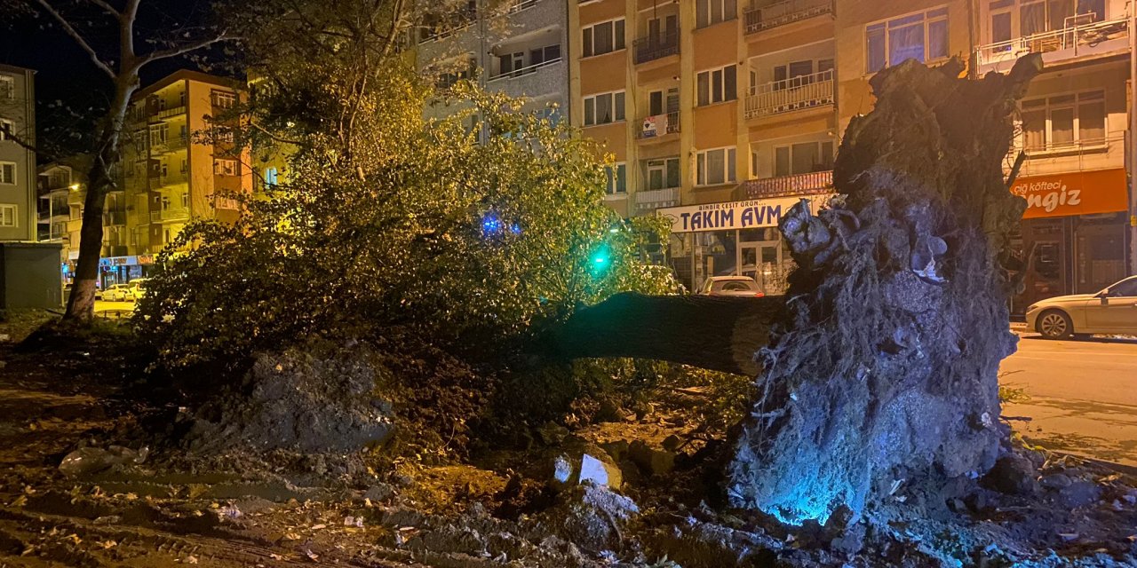 İnegöl'de Lodos Nedeniyle Asırlık Çınarlar, Caddeye Devrildi