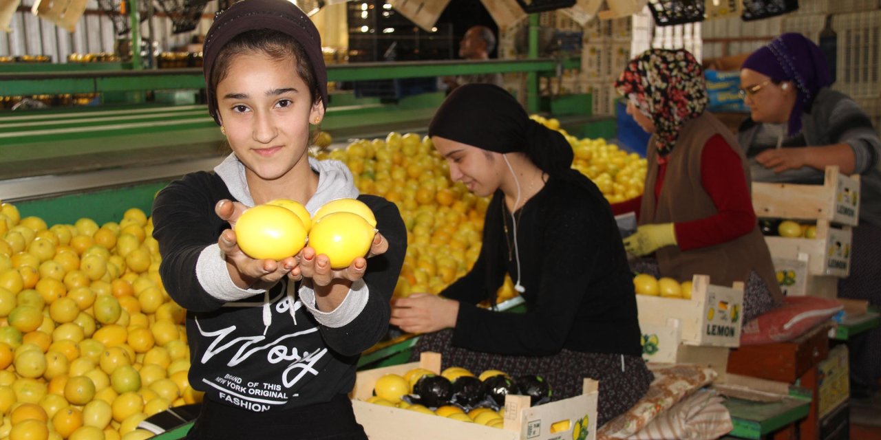Limonda 1000 Tl'lik İhracat Teşvikinden Üretici Memnun