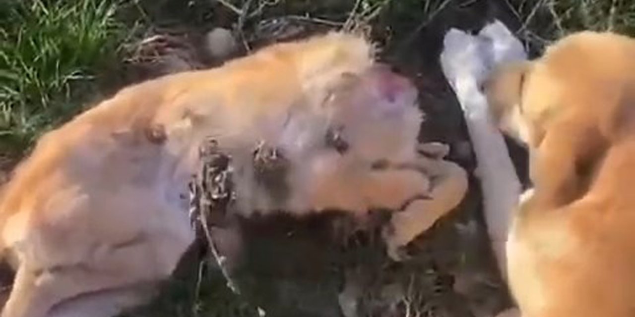 Barınakta Aç Kalan Köpeklerin Ölen Hemcinslerini Yediği İddiasına İnceleme