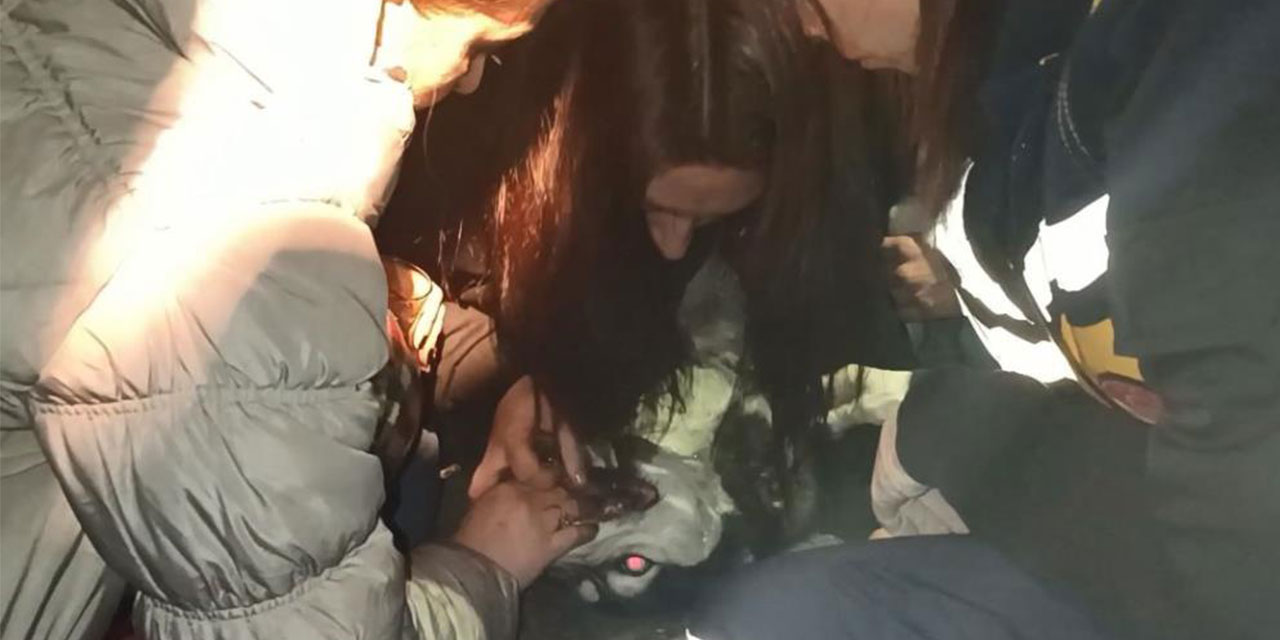 Artvin’de dumandan etkilenen köpek suni teneffüs ve kalp masajı ile hayata döndü
