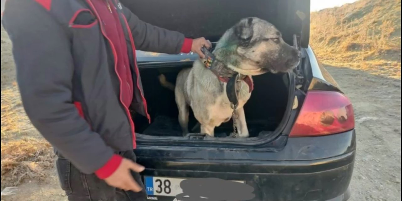 Bakan Yerlikaya: Köpek Dövüştüren 37 Kişi Yakanlandı; 6 Köpek Kurtarıldı