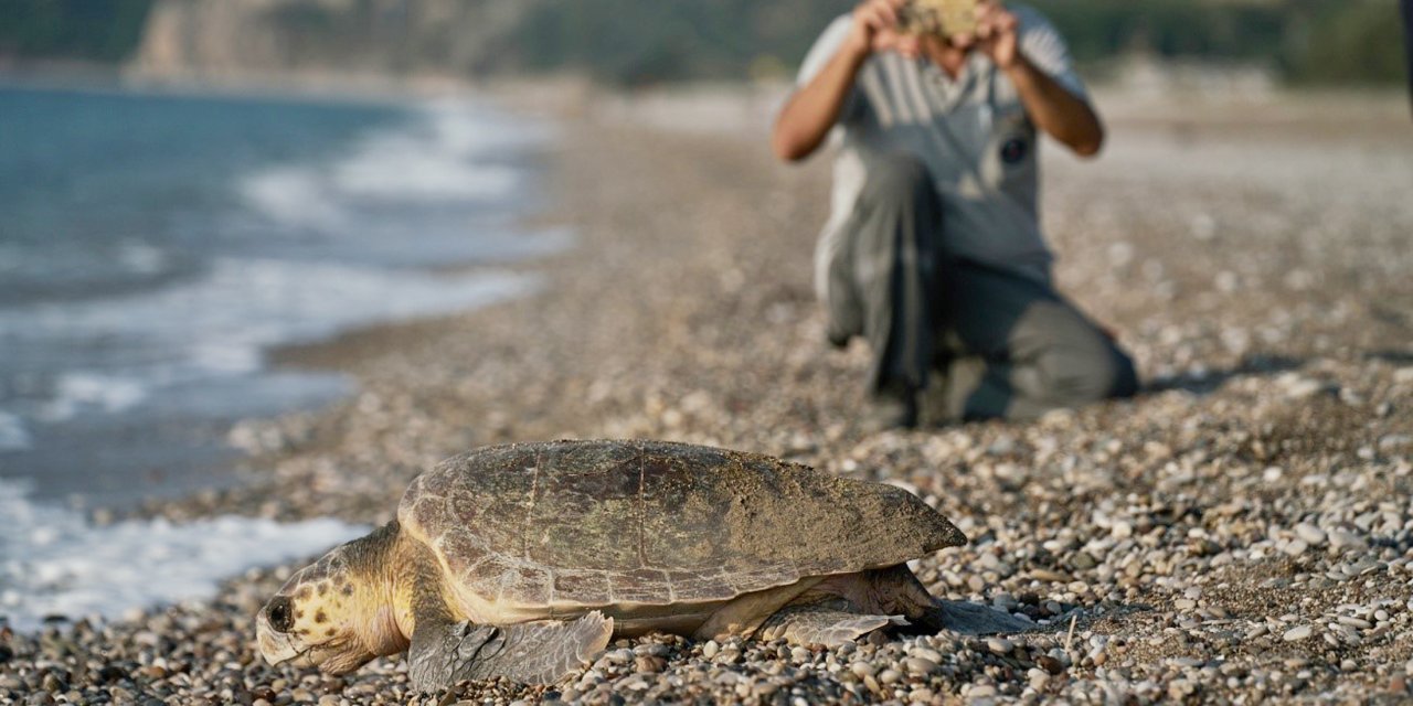 153 Bin Yavru Caretta Caretta Denizle Buluştu