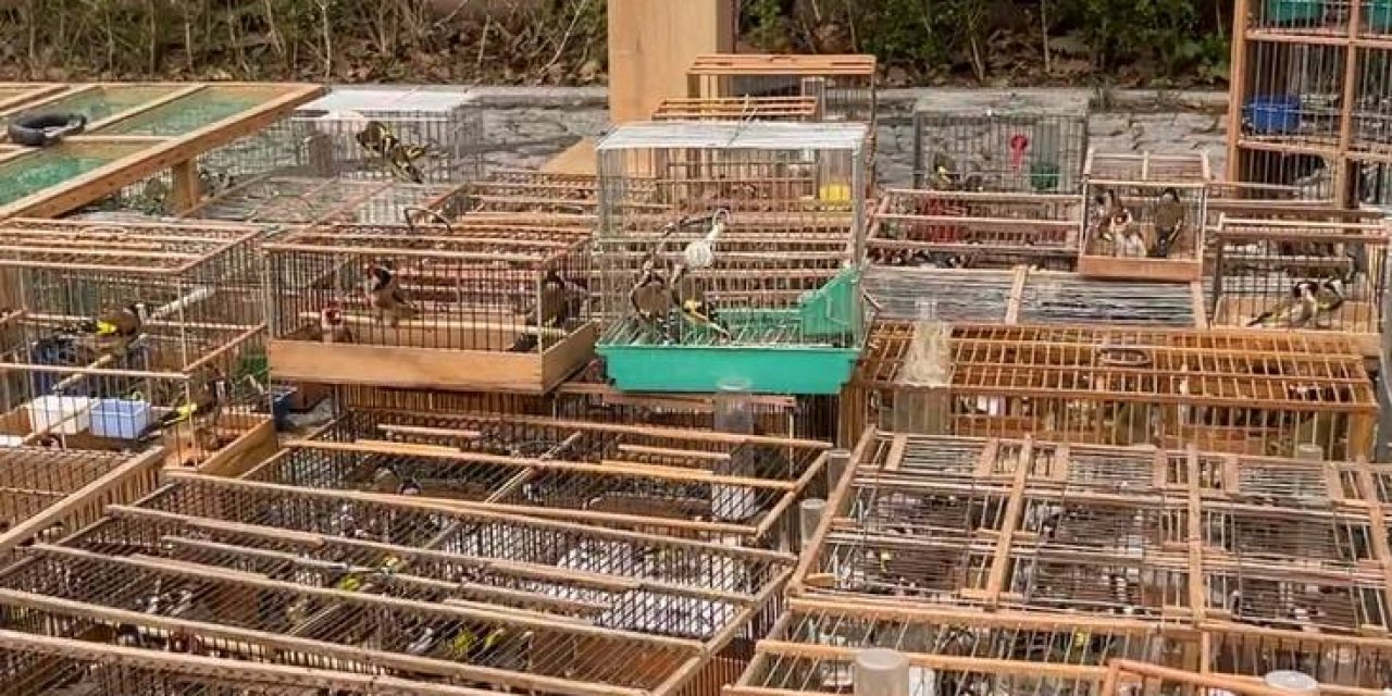 Edirnekapı'da Satılan Avlanması Yasak Kuşlara El Konuldu