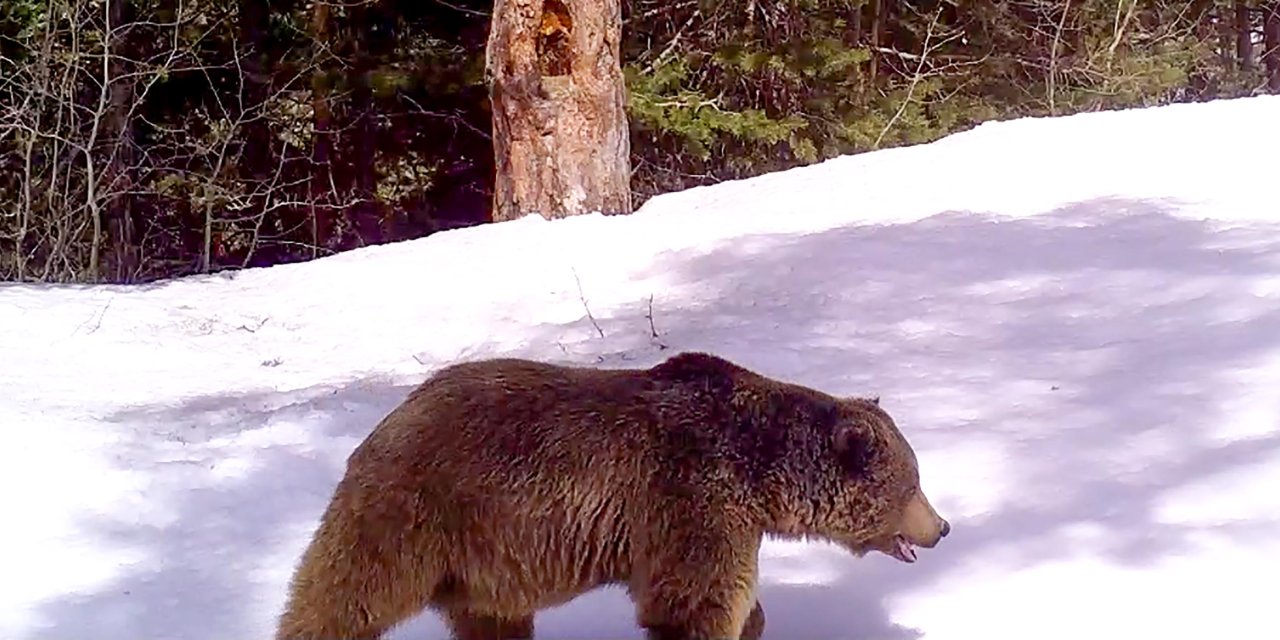 Sarıkamış Ormanlarında Takip Edilen 8 Ayıdan 6'sı Kış Uykusuna Yattı (2)- Yeniden