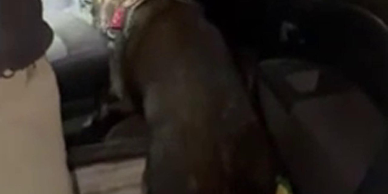 Vites Kutusundaki Uyuşturucuyu 'Daxo' Buldu