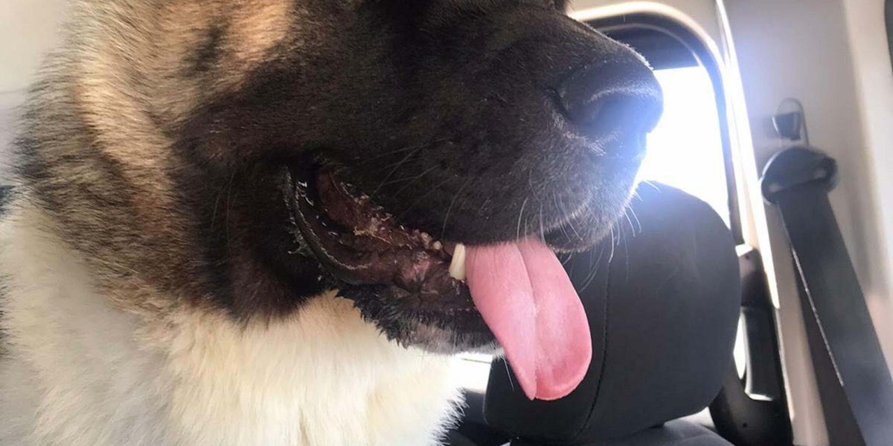 Haki'yi Tekmeyle Öldüren Sanık 'Ağızlığı Yoktu'; Köpeğin Sahibi 'Yasaklı Irklardan Değil'