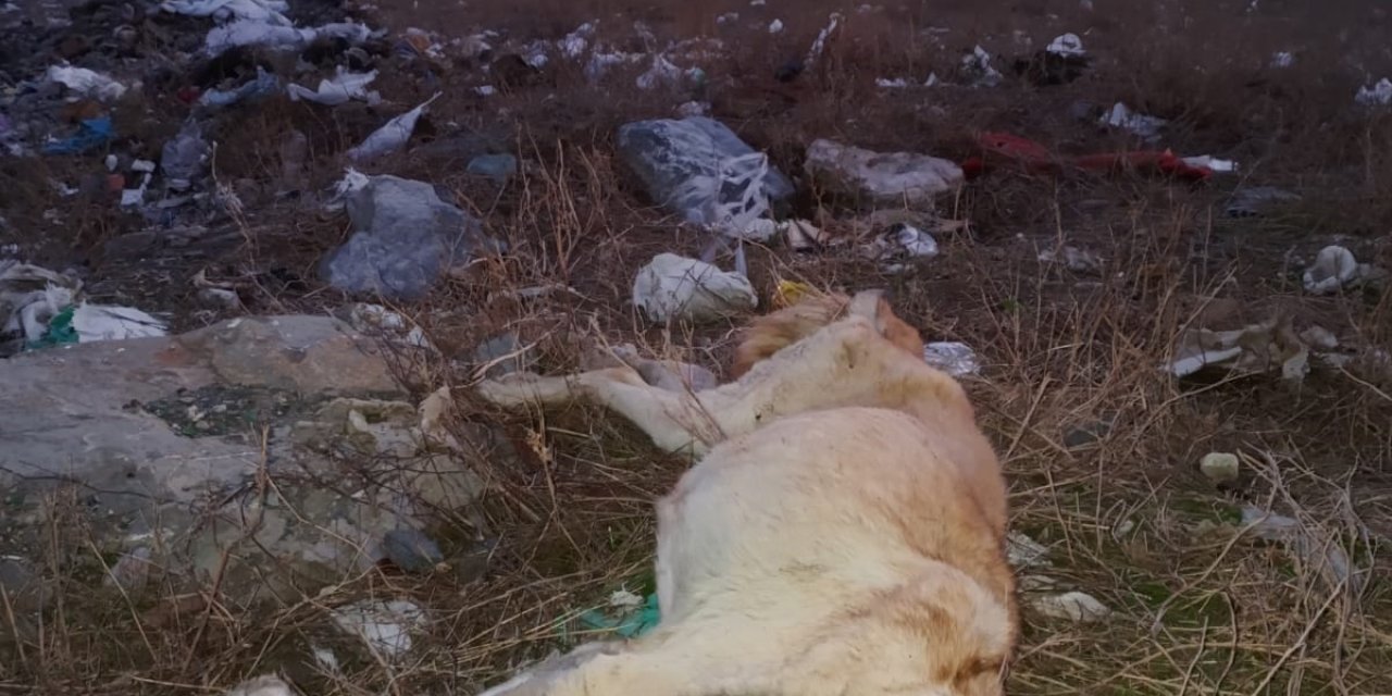 Çöplükte Çok Sayıda Ölü Köpek Bulundu, Hayvanseverler Tepki Gösterdi