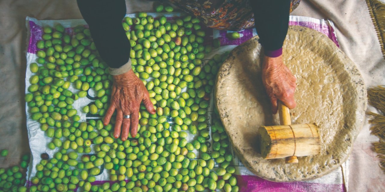 Türkiye'nin Geleneksel Zeytin Yetiştiriciliği, Unesco'ya Alındı