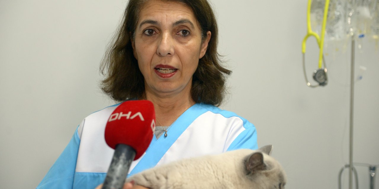 Sokağa Terk Edilen Cins Kediler Sahiplendirilmeyi Bekliyor